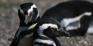 Argentina: Condenan a ganadero por matanza de pinguinos