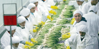 Congreso reabre debate sobre ley agraria con exoneraciones tributarias a agroexportadoras