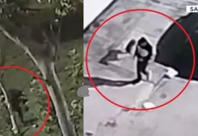 Cámaras captaron a asesino de perros