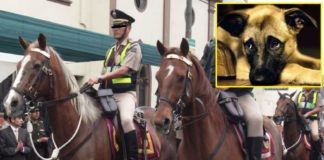 Hacen humo 17 caballos y 28 perros en ‘El Potao’