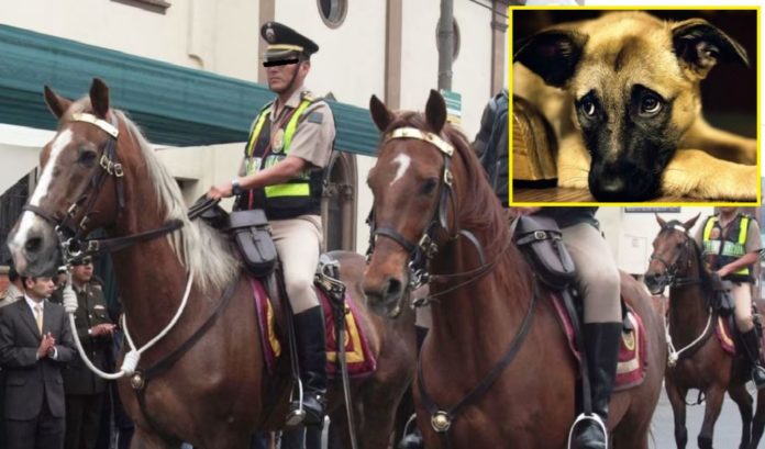 Hacen humo 17 caballos y 28 perros en ‘El Potao’