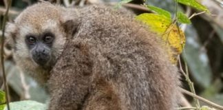 San Martín: el mono tocón lucha por sobrevivir en medio de la crisis ambiental