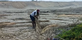 Trujillo: Inundación con aguas servidas destruye pozas de totora, patrimonio cultural en riesgo
