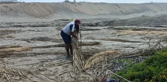 Trujillo: Inundación con aguas servidas destruye pozas de totora, patrimonio cultural en riesgo