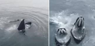 Tacna: ballenas jorobadas y delfines deslumbran a turistas