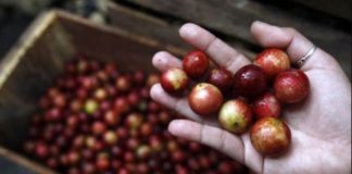 Come camu camu y haz que tu cuerpo viva sin cáncer Camu camu