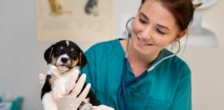 Cómo desparasitar a tu perro