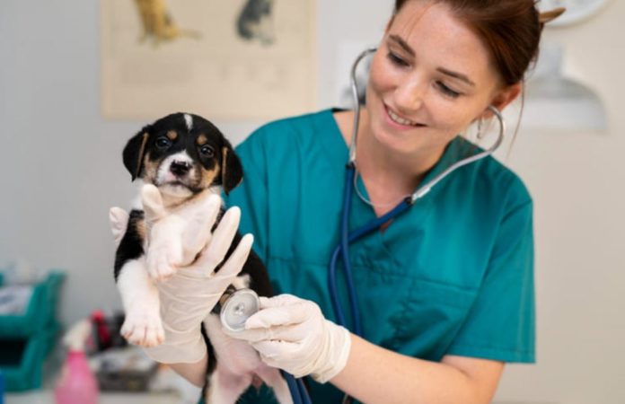 Cómo desparasitar a tu perro