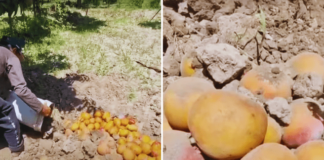 Agricultores de Lambayeque sobre bajo precio del mango: “Todos estamos quebrados”