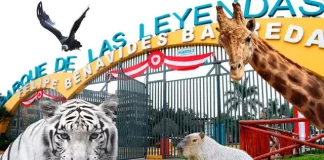 Parque de las Leyendas: ofrecerá entrada gratuita en 2025 para personas con discapacidad