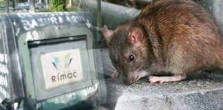 Rímac llena de ratas