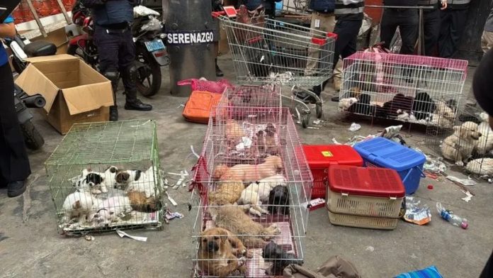 Policía rescata sesenta animales en condiciones insalubres Policía rescata sesenta animales en condiciones insalubres