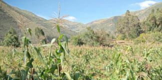 Incremento de lluvias beneficiará cultivos en la sierra sur, pero se mantienen riesgos climáticos