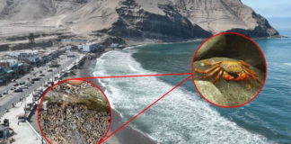 Reabren playa La Herradura tras migración de ‘arañas de mar’