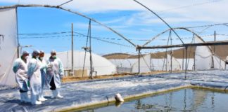 Produce impulsa revolución en pesca y acuicultura