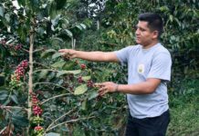Joven peruano conquista el mundo con su café