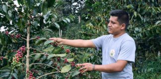 Joven peruano conquista el mundo con su café