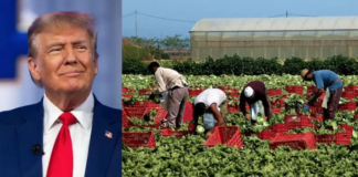 Trump propone que indocumentados regresen bajo observación Trump propone que indocumentados regresen bajo observación