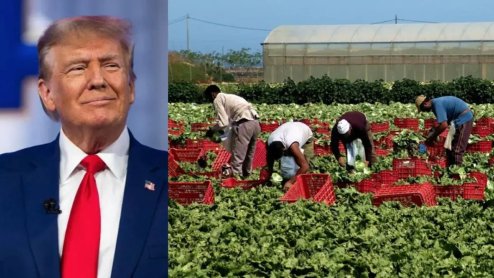 Trump propone que indocumentados regresen bajo observación