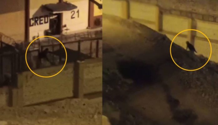 Fuga de un reo del Penal de Lurigancho
