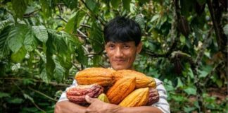 Perú activa plan multisectorial para posicionar café, cacao y palma