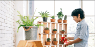 plantas