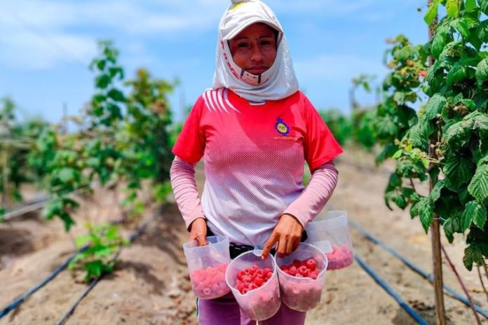 Foro Internacional de la Frambuesa