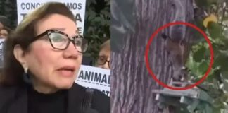 Lo multan con S/ 2,600 por alimentar ardillas