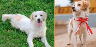 Perro ancestral peruano recibe reconocimiento internacional