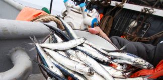 Pesca de anchoveta supera 1.2 millones de toneladas