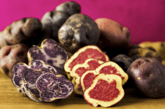 Hoy es el Día Nacional de la Papa, símbolo ancestral del Perú