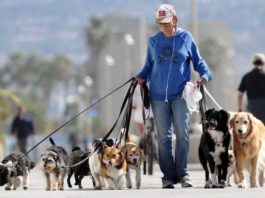 paseando perros