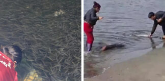 Pescadores preocupados por gran cantidad pota en el muelle Pescadores preocupados por gran cantidad pota en el muelle