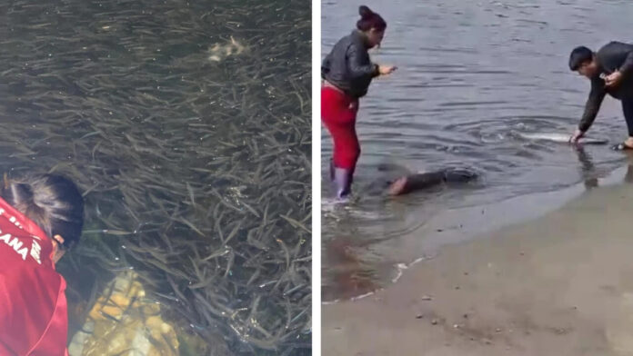 Pescadores preocupados por gran cantidad pota en el muelle