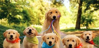 Cómo ayudar a tu perrita a criar a sus cachorros