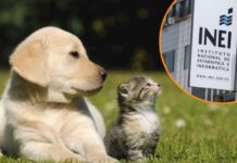 Medio Perú tiene un perro en casa