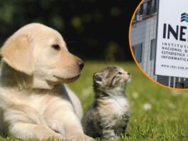 Medio Perú tiene un perro en casa Medio Perú tiene un perro en casa