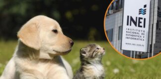 Medio Perú tiene un perro en casa