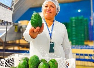 Ayacucho conquista Europa exportando palta Hass