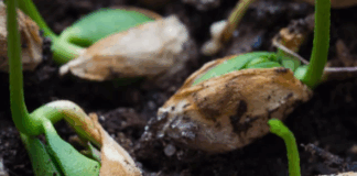 germinar una semilla