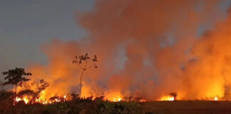 Un gran incendio forestal arrasa bosques en Pucallpa