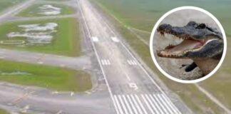 Arranca Alligator Alcatraz de Trump