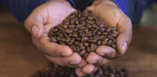 Midagri: café peruano un tesoro que conquista mercados