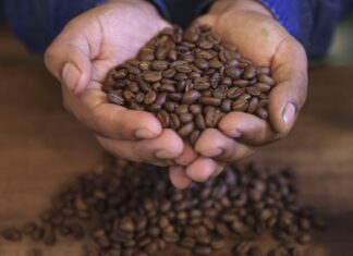 Midagri: café peruano un tesoro que conquista mercados