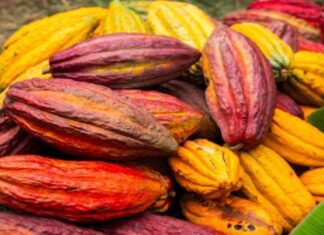 Midagri: Perú se afianza como potencia exportadora de cacao