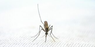 Confirman primer caso importado de malaria en Chimbote