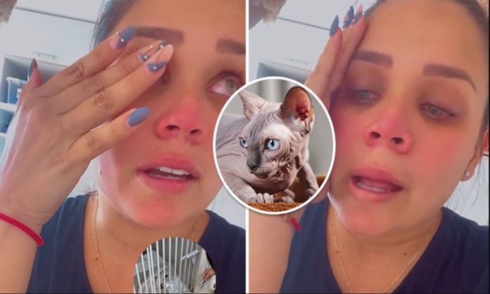 Andrea San Martín niega haber matado a su gatito Andrea San Martín niega haber matado a su gatito