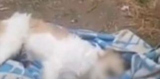 Lanzaron a perrito de un tercer piso