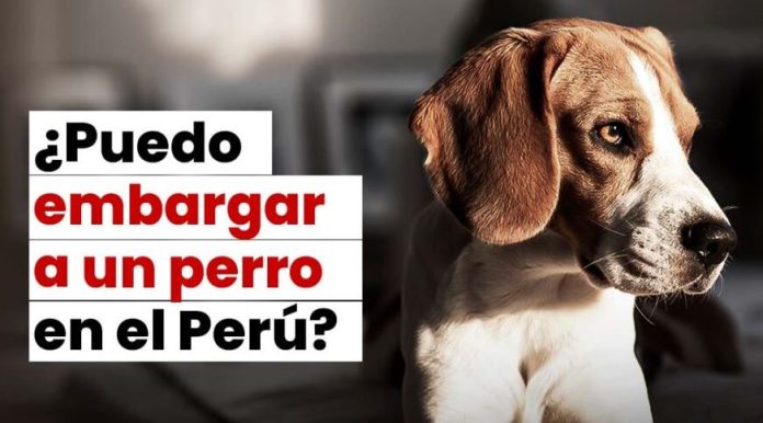 ¿Pueden embargar a tu perro si eres deudor?