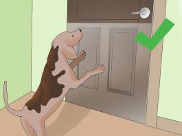Cómo proteger las puertas de los arañazos de perro